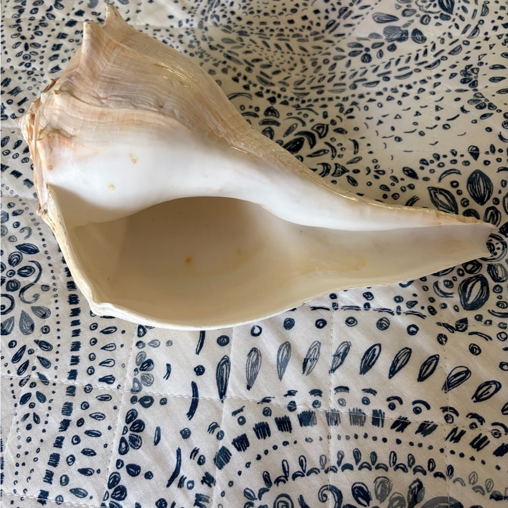 Natural Large Whelk/Conch Shell Accent in White and Cream